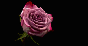Unique Birthstone Preserved Rose