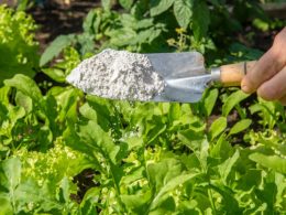features of Diatomaceous Earth