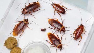 How to Get Rid Of Cockroaches