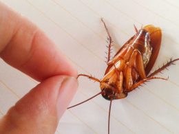 How to Get Rid Of Cockroaches in My London Home