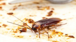 What Are Cockroaches Attracted to
