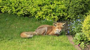 How to Keep Foxes Out of Your Garden in UK