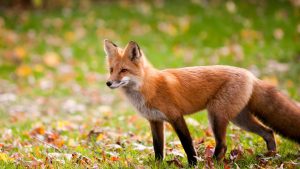 Understanding the Behavior of Foxes