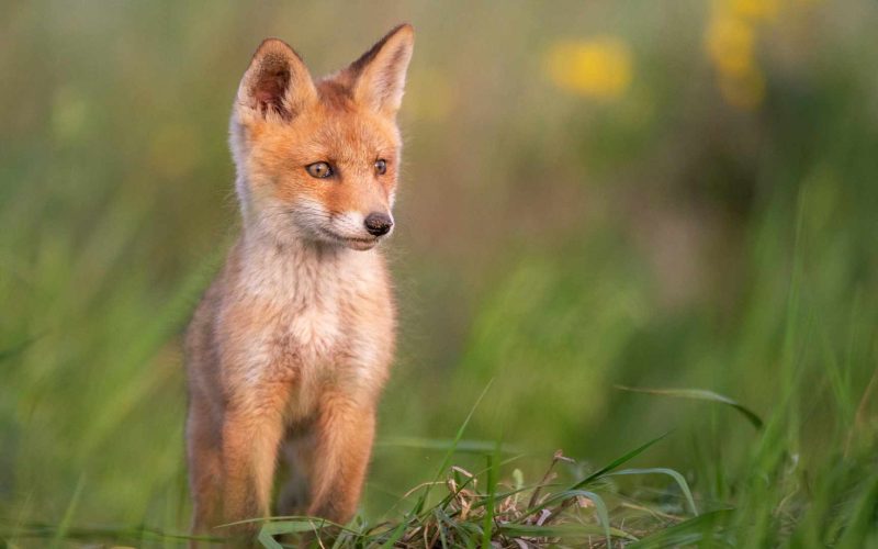 how to keep foxes out of your garden