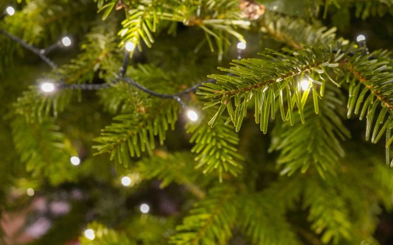 How to Buy a Real Christmas Tree in London