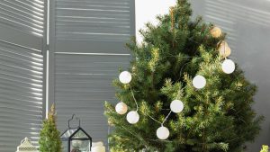 Where to Buy a Real Christmas Tree