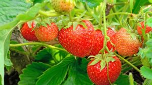 Preserving the Freshness of Strawberries