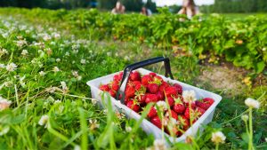 Ways to Savour Fresh Strawberries