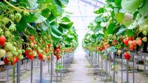 Why Strawberry Season Matters